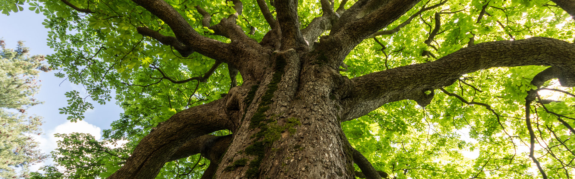 albero