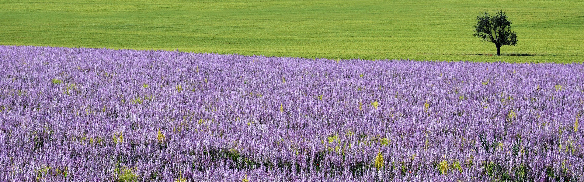 campo_lavanda